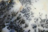Polished Dendritic Plume Agate - Eastern Oregon #141211-1
